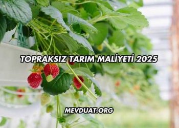 Topraksız Tarım Maliyeti 2025